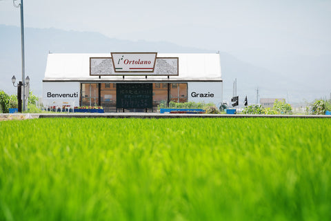 ロルトラーノ　リコリスティーホーリーバジルブレンド3袋（愛媛県伊予郡松前町）